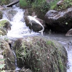 Sculpture Valais - 3e Âge de Fer - Catégorie : Mosaïque - Titre : Poisson - Poisson dans une rivière