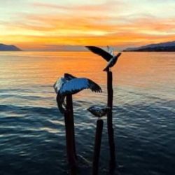 Biennale de Montreux "Les Mouettes"