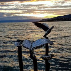 Biennale de Montreux "Les Mouettes"