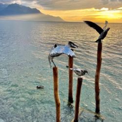 Biennale de Montreux "Les Mouettes"