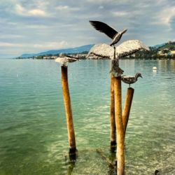 Biennale de Montreux "Les Mouettes"